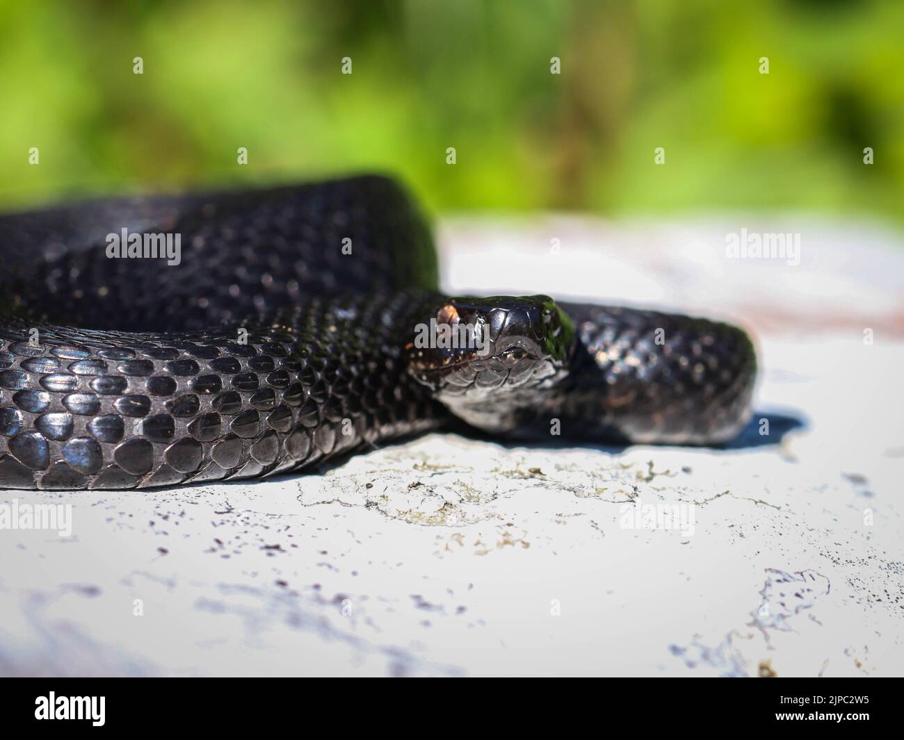 Donna melanistica della vipera comune europea (nome latino: Vipera berus) al Monte Mokra Gora in Serbia Foto Stock