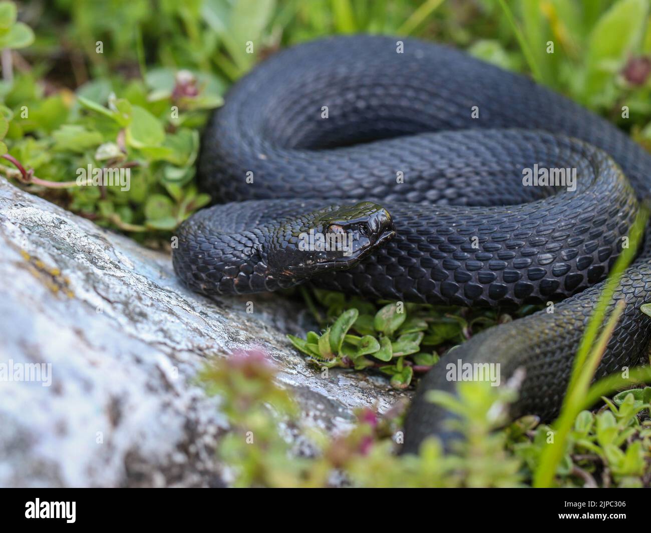 Donna melanistica della vipera comune europea (nome latino: Vipera berus) al Monte Mokra Gora in Serbia Foto Stock