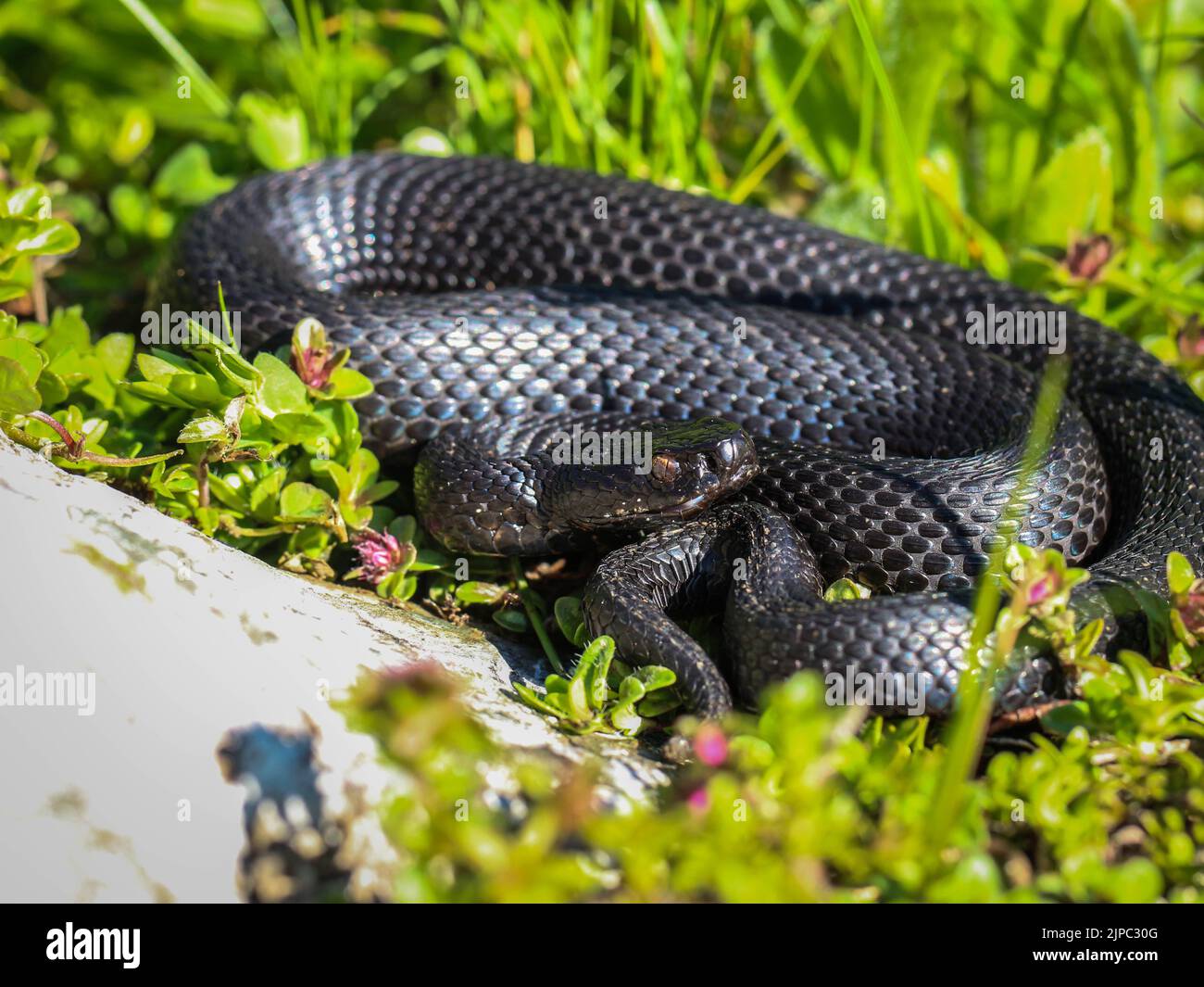 Donna melanistica della vipera comune europea (nome latino: Vipera berus) al Monte Mokra Gora in Serbia Foto Stock