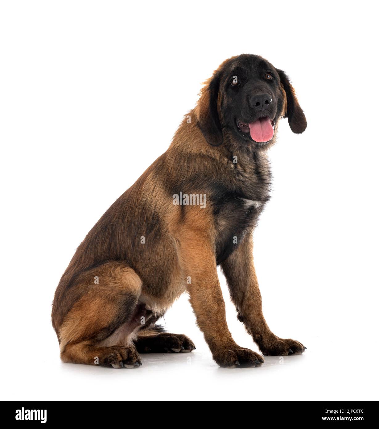 Cucciolo Leonberger di fronte a sfondo bianco Foto Stock