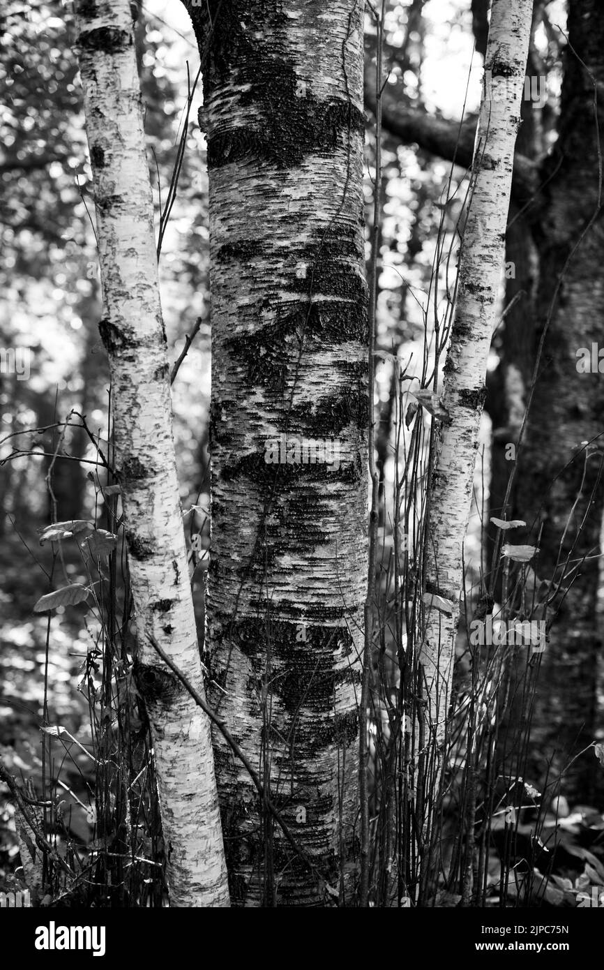 La scala di grigi verticale degli alberi e dei rami nei boschi Foto Stock