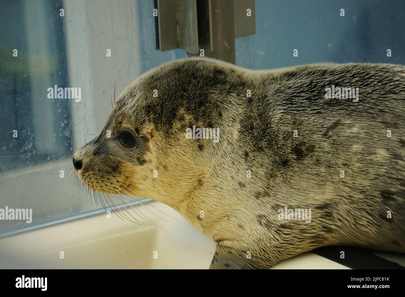 Sigillo nel centro di salvataggio, alichoerus grypus Foto Stock