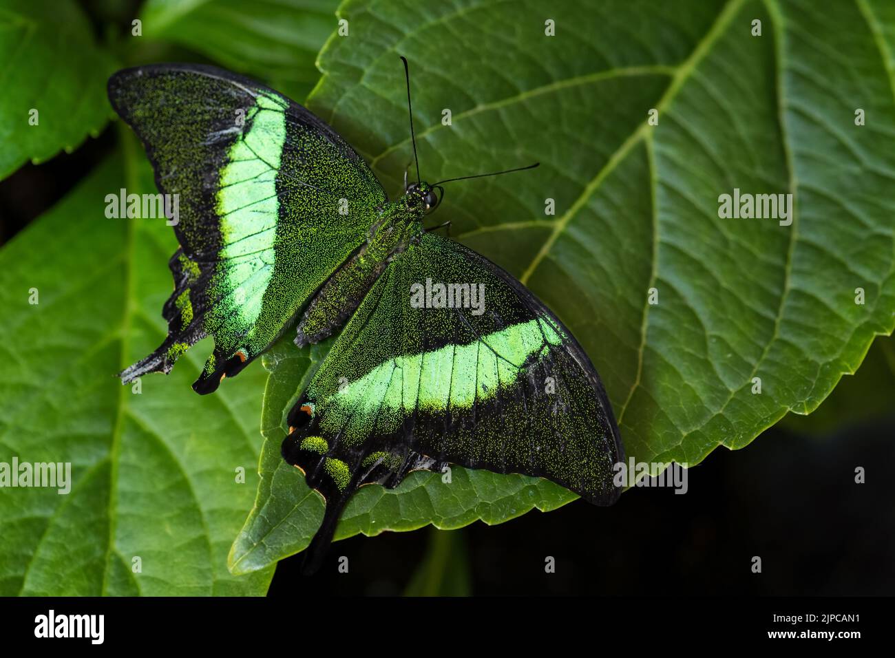 Emerald Swallowtail - Papilio palinurus, bella farfalla verde e nera dalle foreste della Malesia. Foto Stock