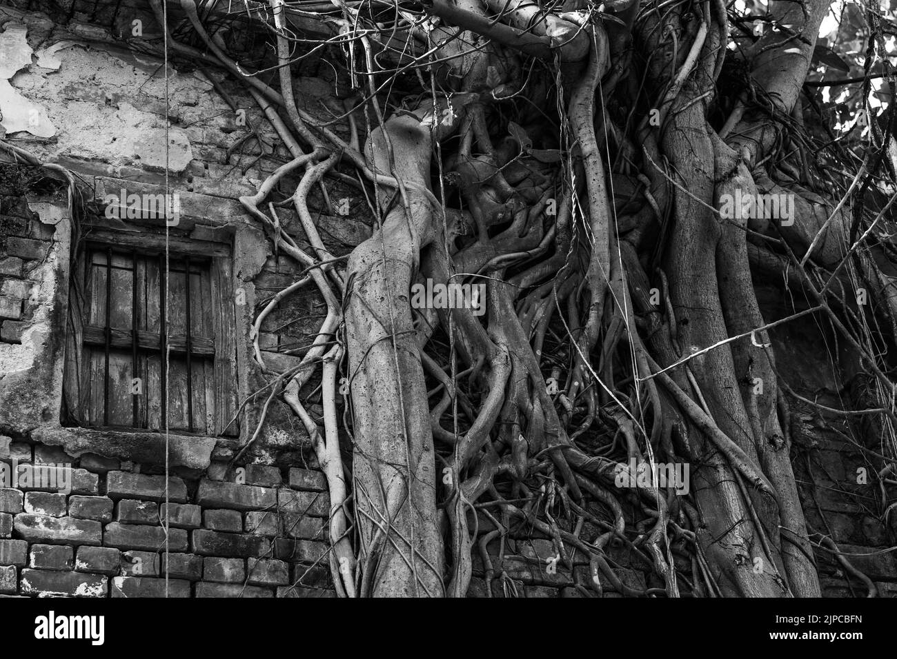 Un colpo in scala di grigi di un albero viti che copre la vecchia casa Foto Stock