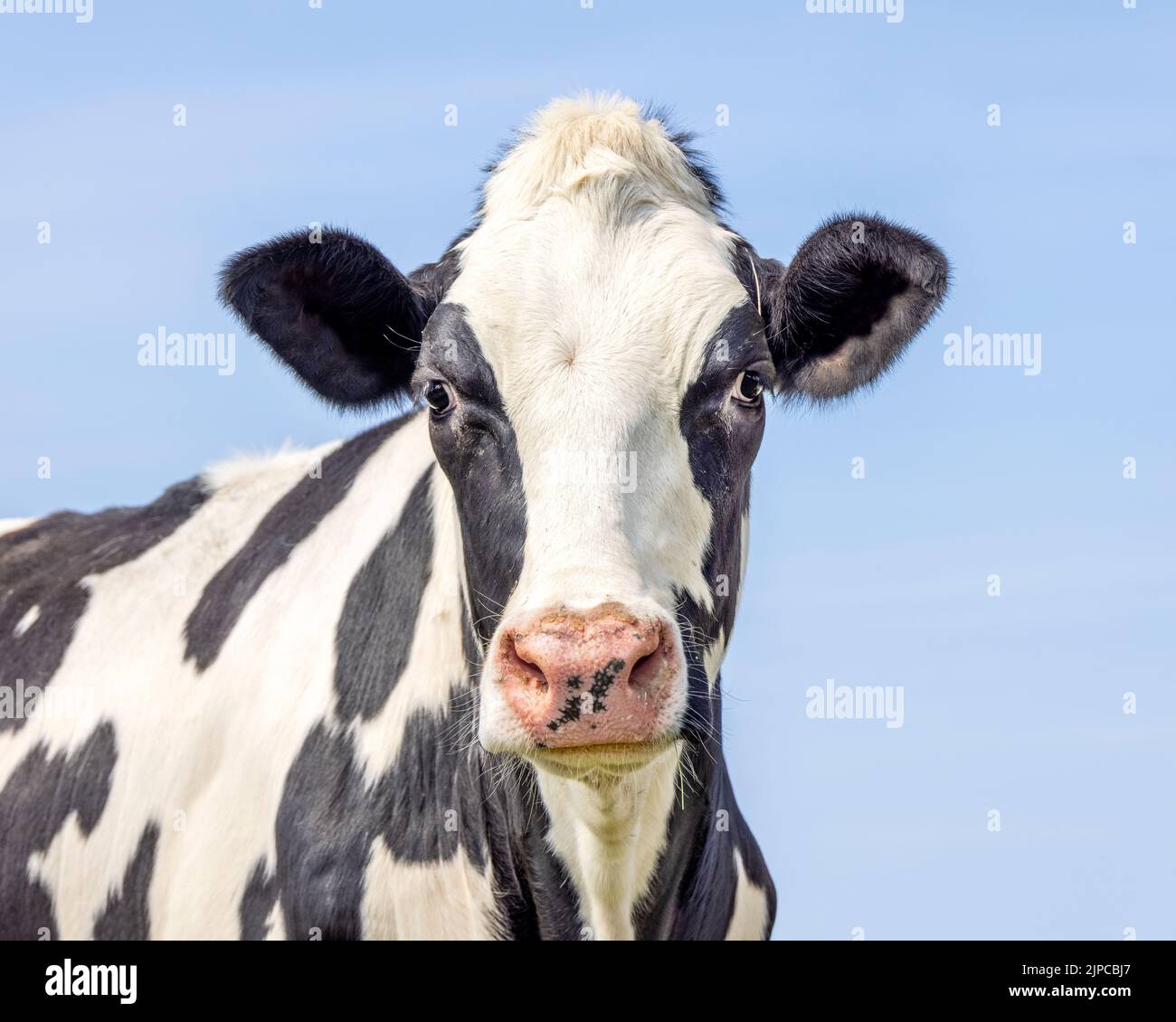 Carino mucca, viso skinny, nero e bianco amichevole innocente look, naso rosa, scatto medio di una testa in bianco e nero di fronte a un cielo azzurro pallido. Foto Stock