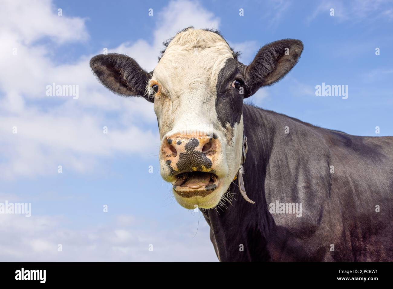 Divertente ritratto di una mucca da alare, bocca aperta, la testa di un bianco e nero, mostrando denti lingua e gengive durante la masticazione Foto Stock