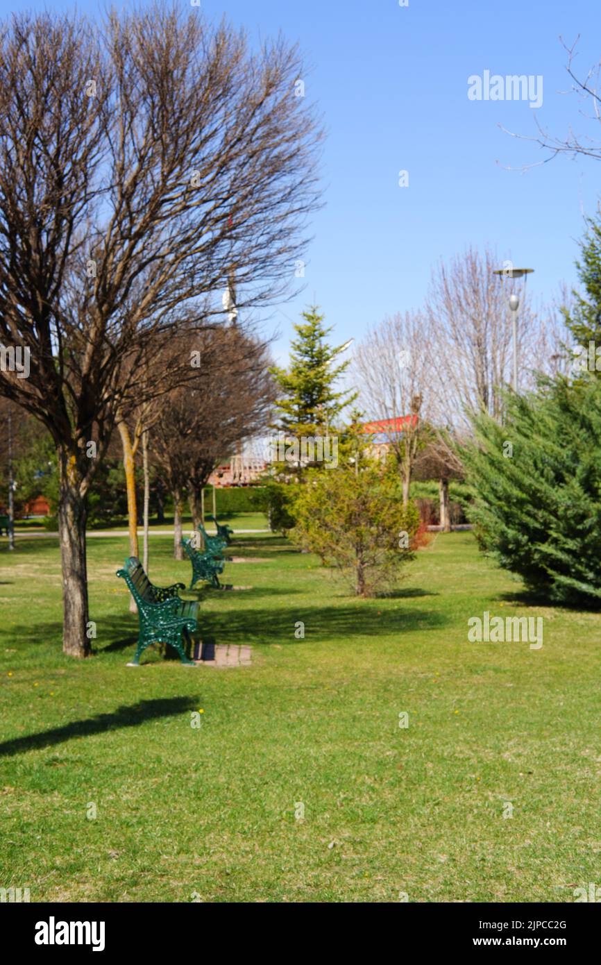 Panchine di legno verde all'interno di alberi e erba verde al parco Foto Stock