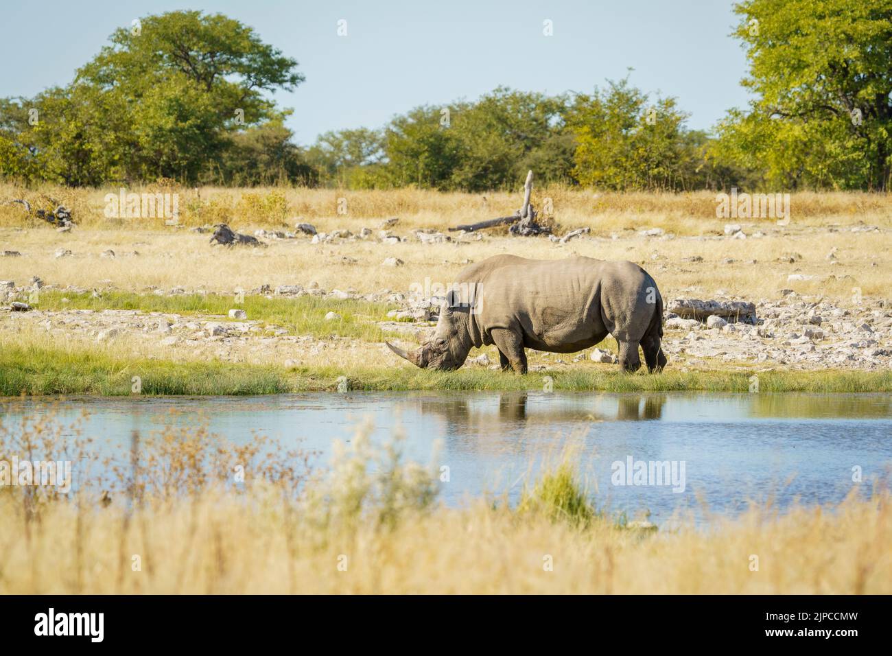 Rinoceronte bianco (Ceratotherium simum) che si nutrono su erba verde. Parco Nazionale di Etosha, Namibia, Africa Foto Stock
