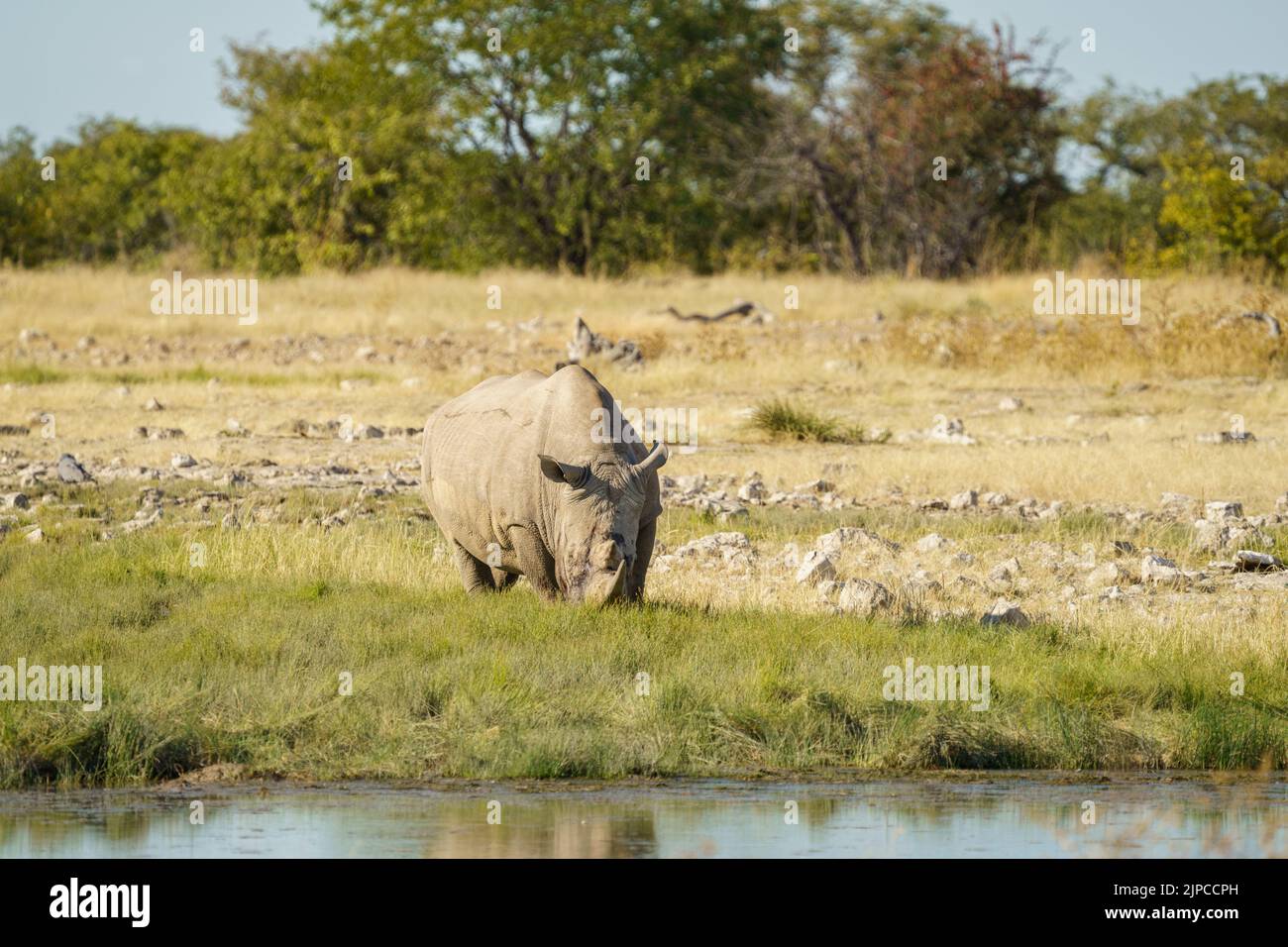 Rinoceronte bianco (Ceratotherium simum) alla buca d'acqua. Parco Nazionale di Etosha, Namibia, Africa Foto Stock
