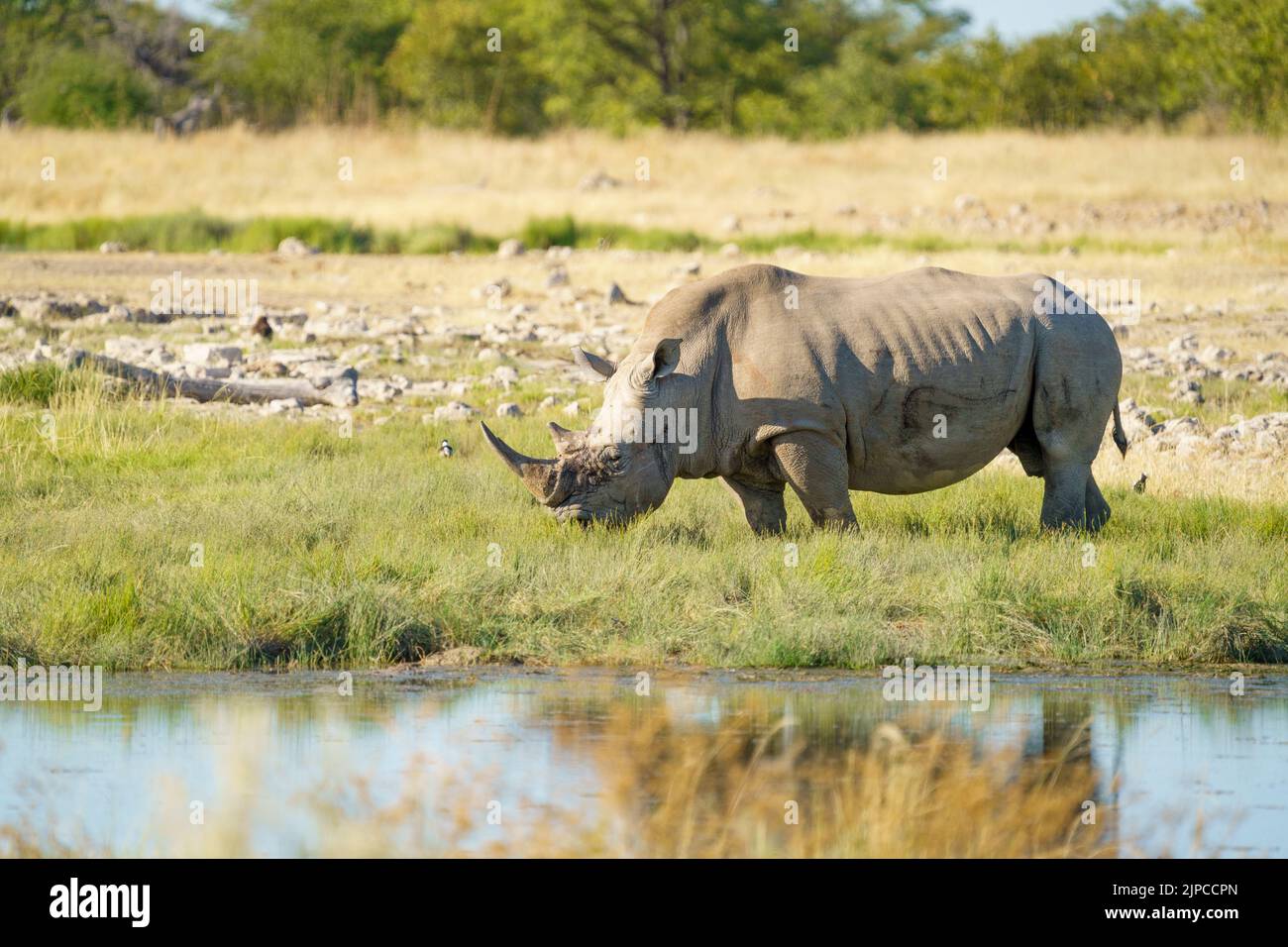 Rinoceronte bianco (Ceratotherium simum) acqua potabile. Parco Nazionale di Etosha, Namibia, Africa Foto Stock