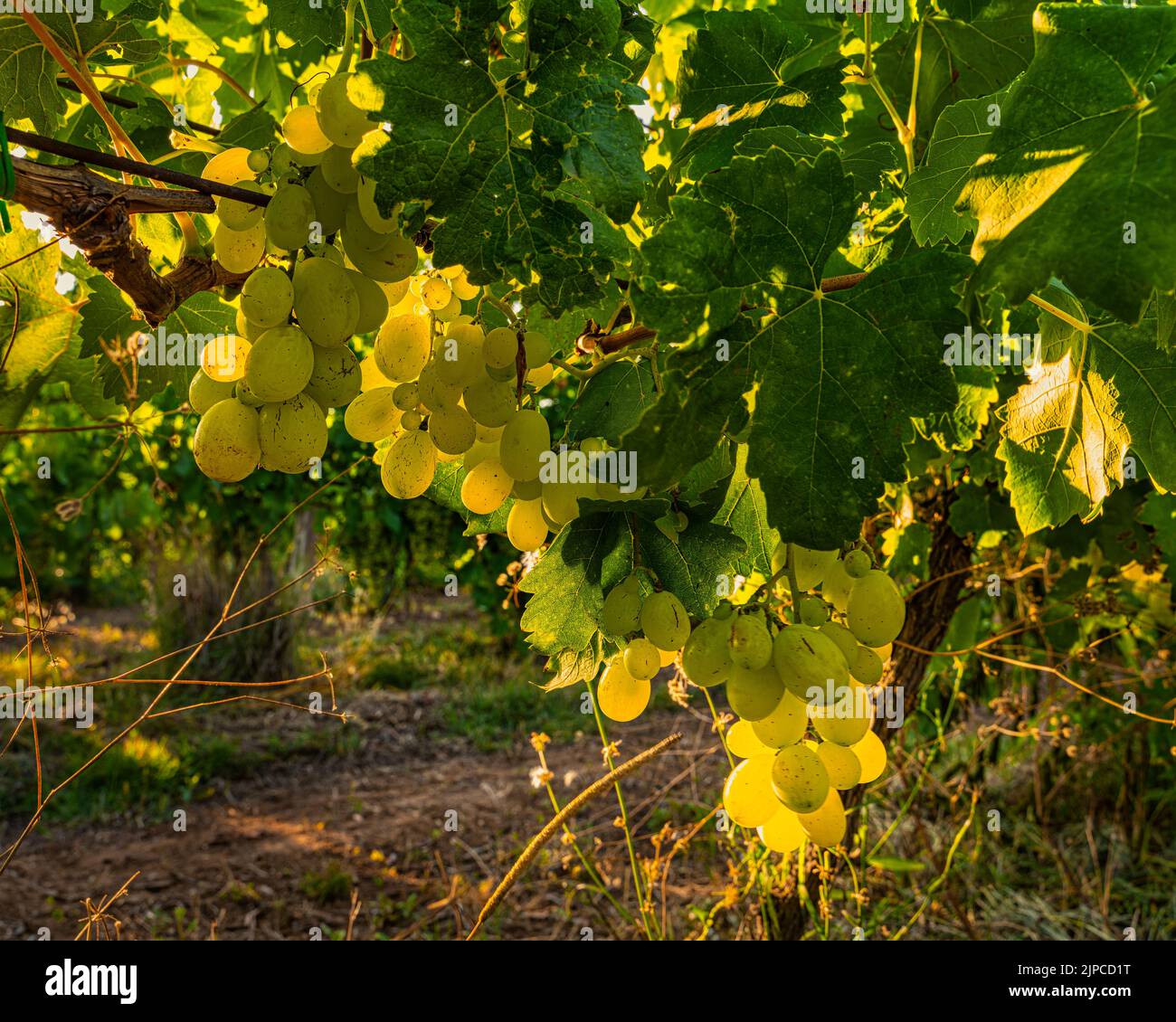 L'Italia Bianco d'uva con frutti di bosco grandi, dorati e succosi, dal sapore decisamente dolce, è un frutto ricco di proprietà antiossidanti. Abruzzo, Italia Foto Stock