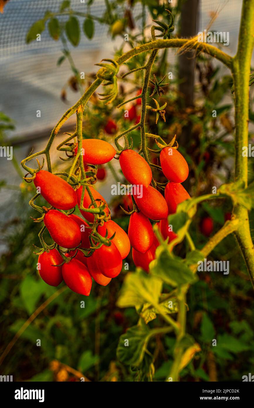 Un mazzo di pomodori datterini da coltivazione agricola biologica. Abruzzo, Italia, Europa Foto Stock