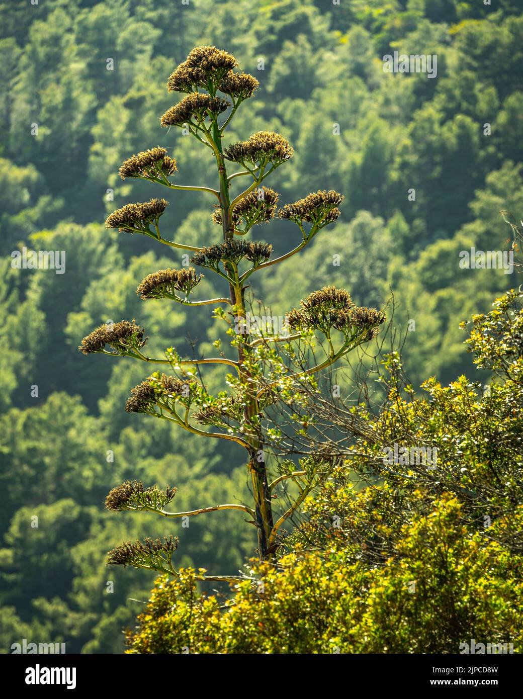 Fiore della pianta dell'Agave nella macchia boscosa del Parco Nazionale del Gargano. Provincia di Foggia, Puglia, Italia, Europa Foto Stock