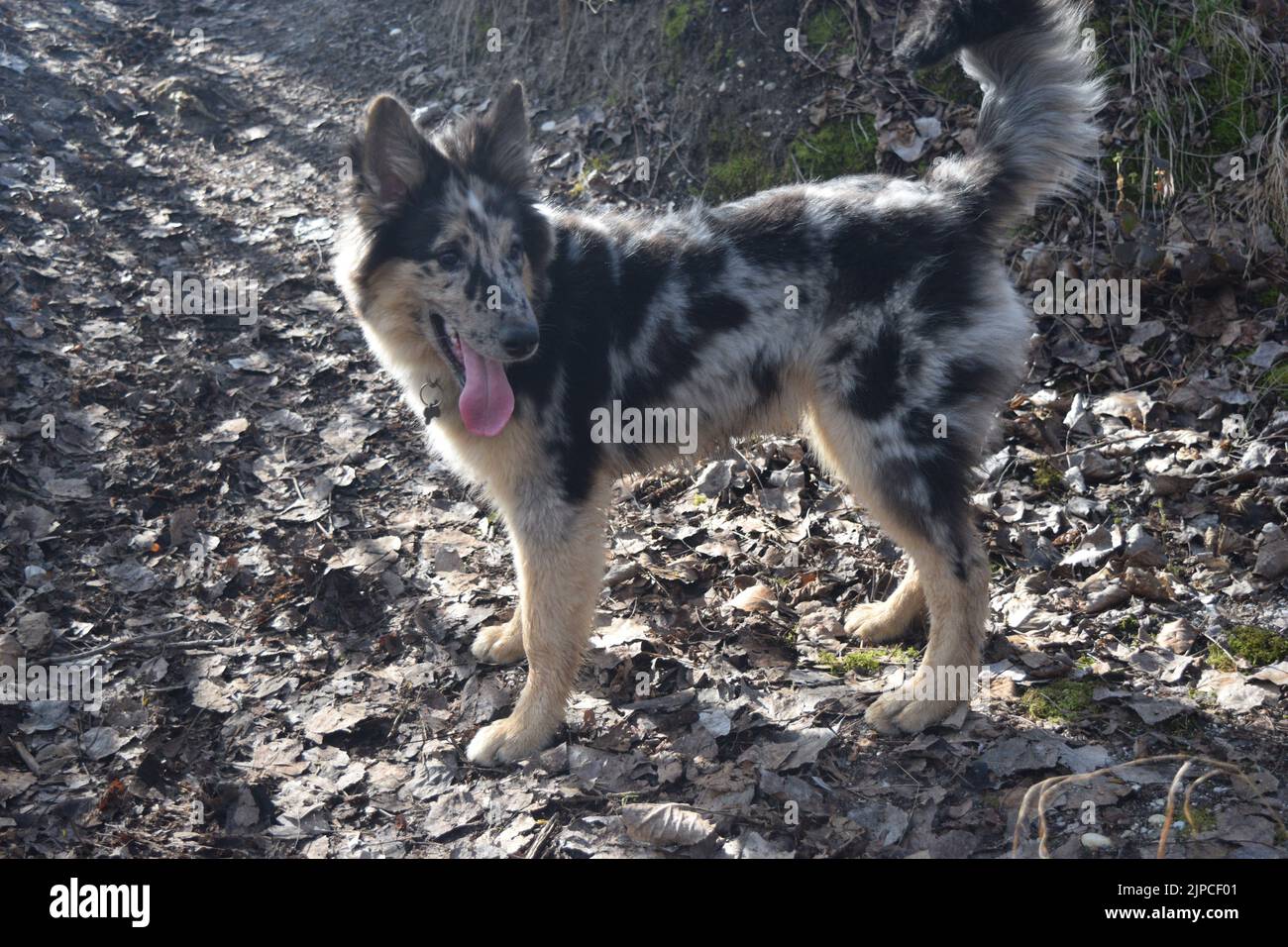 Cane Merle nel bosco Foto Stock