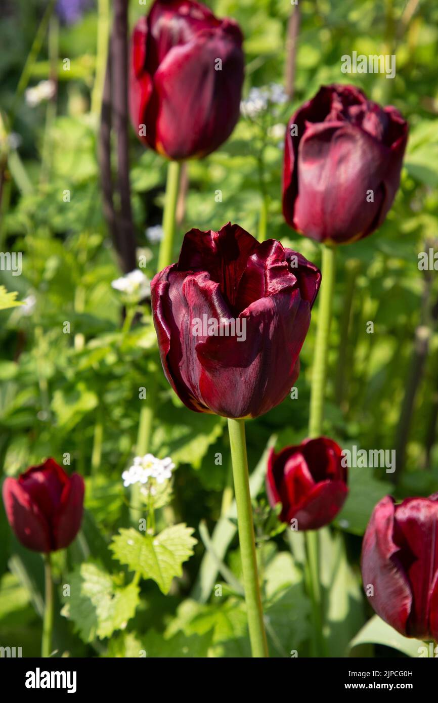 Giardino con Paul Scherer Tulipani Tulipani fiori fiore fioritura in un giardino confine primavera Regno Unito Foto Stock