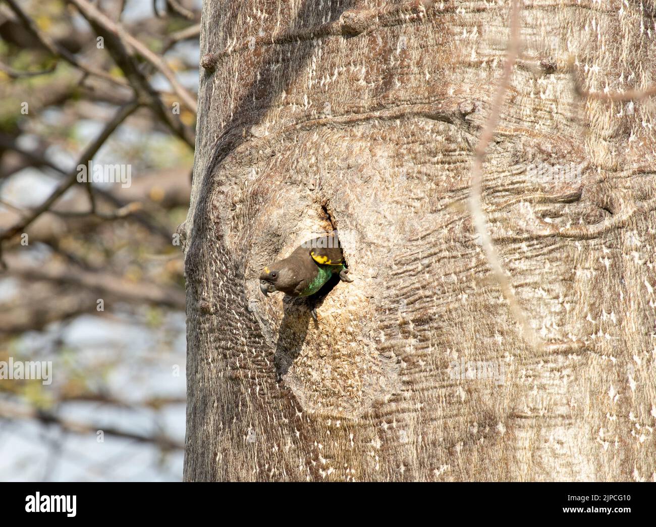 Brown o Meyer's Parrots un buco-nidi e sono molto veloci per prendere il controllo dei nidi di uccelli come picchio e barbet che scavano buchi negli alberi Foto Stock