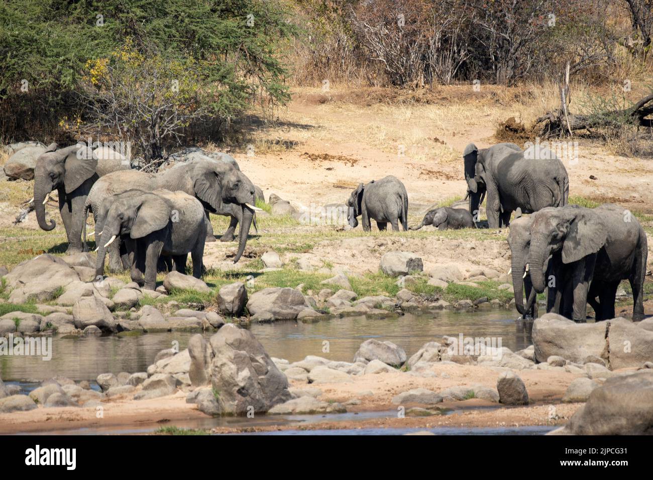Le mandrie di razza elefante si mescolano e si mescolano quando scendono al fiume per bere. Questo è un momento importante in cui i gruppi vicini e spesso correlati sono sociali Foto Stock