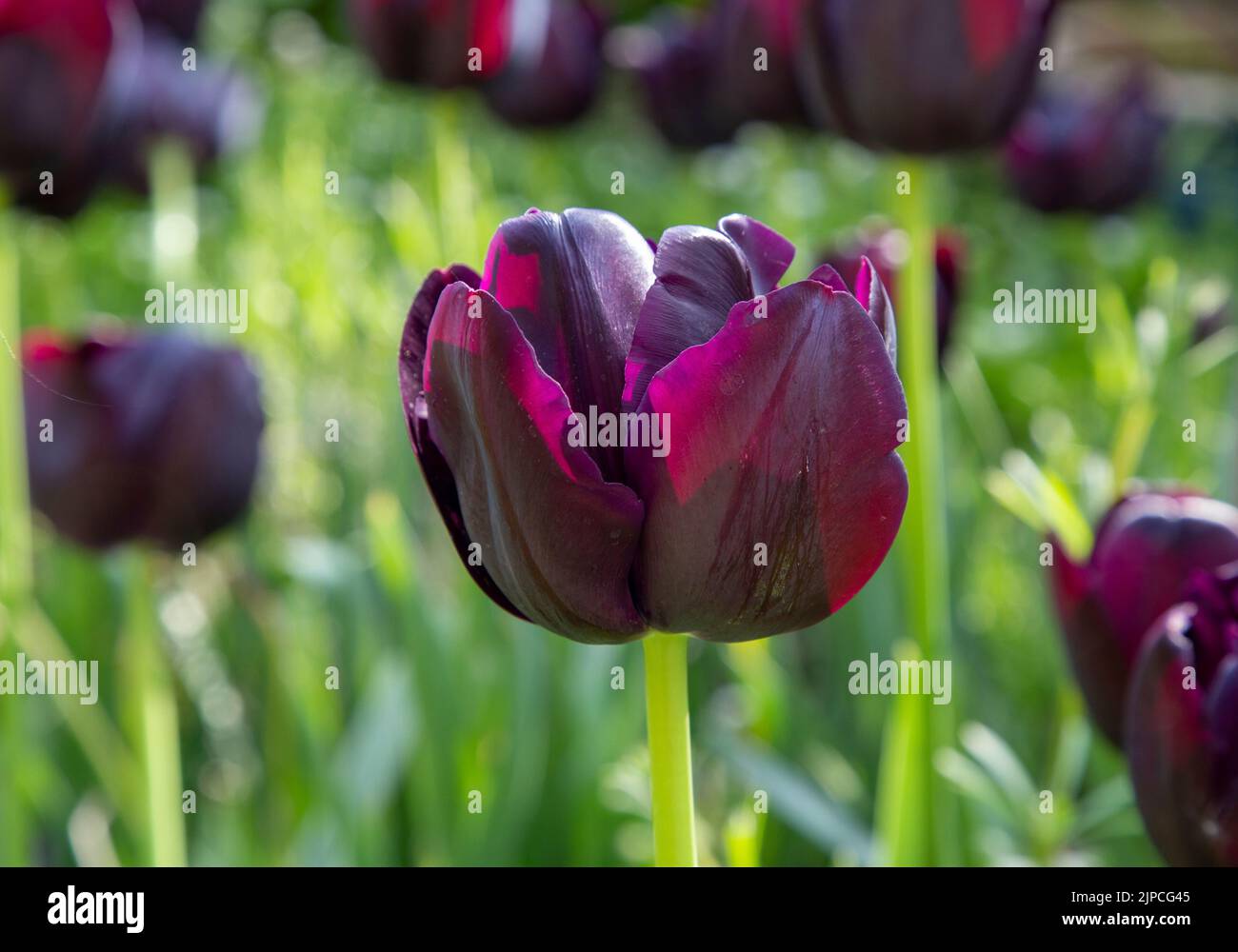 Giardino con Paul Scherer Tulipani Tulipani fiori fiore fioritura in un giardino confine primavera Regno Unito Foto Stock