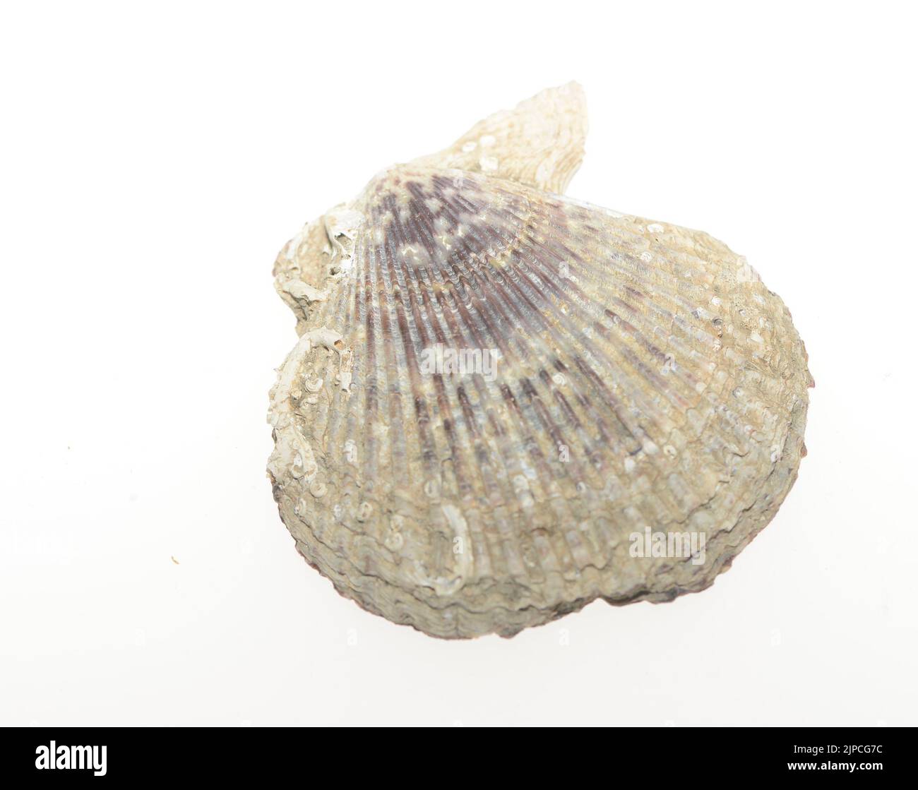 I gasteropodi, comunemente noti come lumache e lumache, appartengono ad una grande classe tassonomica di invertebrati all'interno del phylum Mollusca chiamato Gastropoda Foto Stock