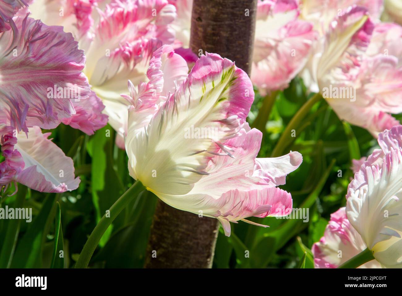 Giardino con tulipani var. Weber's Parrot - tulipano tulipa fioritura con baldone in un bordo floreale nel mese di aprile maggio primavera Regno Unito - tulipani pappagallo Foto Stock