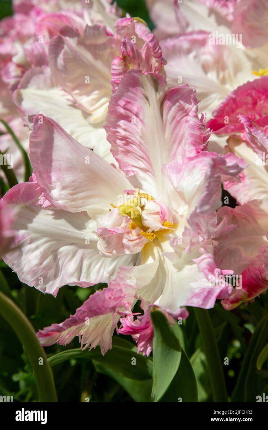 Giardino con tulipani var. Weber's Parrot - tulipano tulipa fioritura con baldone in un bordo floreale nel mese di aprile maggio primavera Regno Unito - tulipani pappagallo Foto Stock