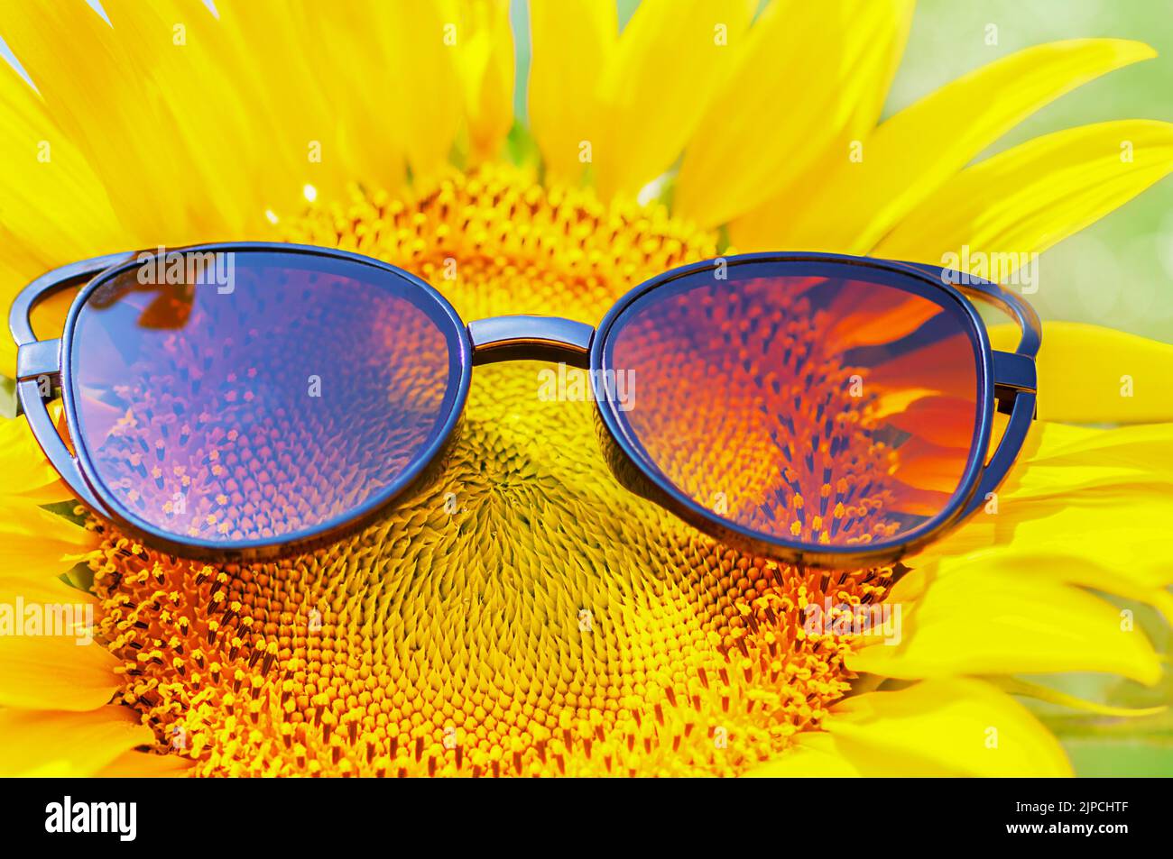 girasole giallo brillante in primo piano Foto Stock
