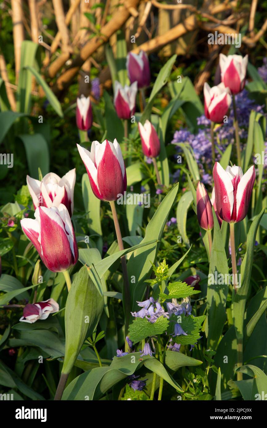 Giardino con tulipani var. African King - tulipano tulipa fiorito in un confine di fiori nel mese di aprile maggio primavera Regno Unito Foto Stock