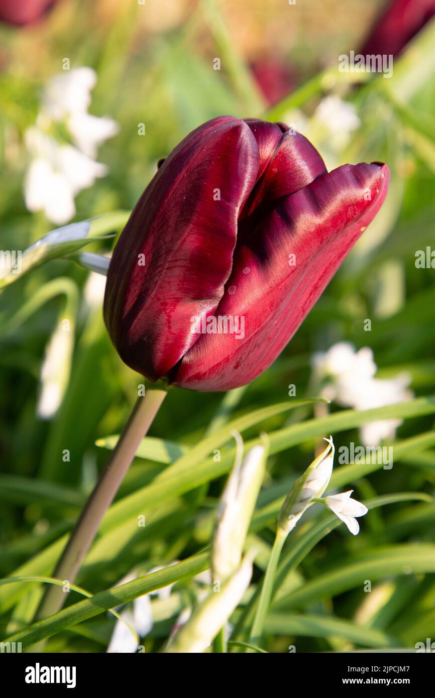 Giardino con var. Continental Tulipani Tulipani fiori fiore Tulipa fioritura in un giardino confine primavera primavera aprile maggio Regno Unito Foto Stock