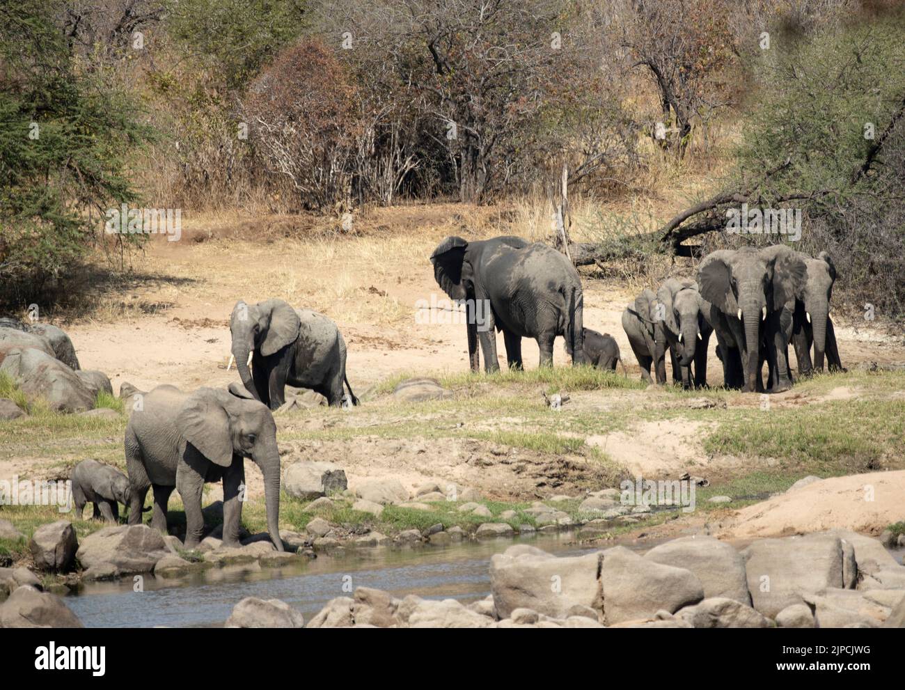 Le mandrie di razza elefante si mescolano e si mescolano quando scendono al fiume per bere. Questo è un momento importante in cui i gruppi vicini e spesso correlati si mescolano Foto Stock