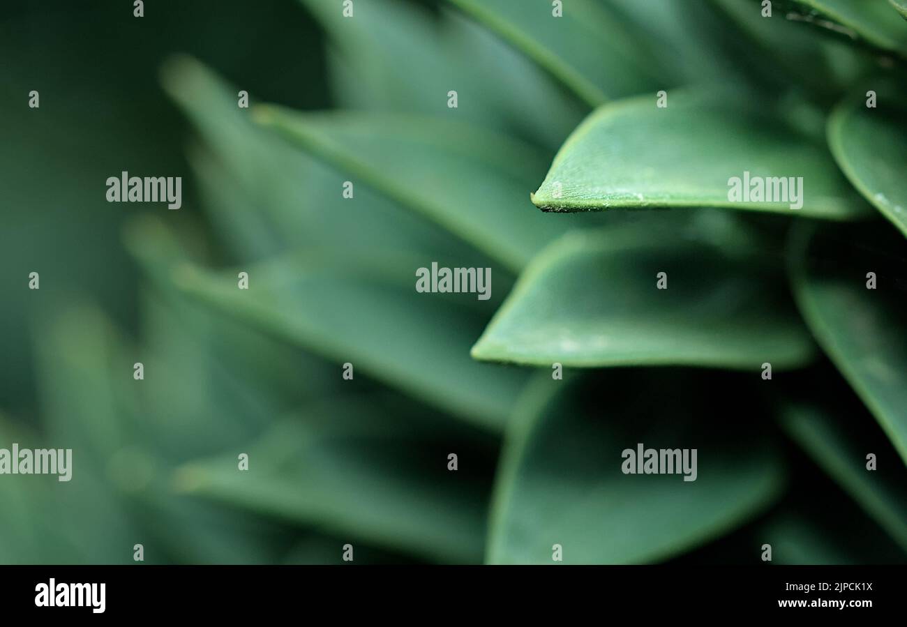 Macro dettaglio delle foglie di Un Puzzle Tree scimmia, Araucaria araucana, UK Foto Stock