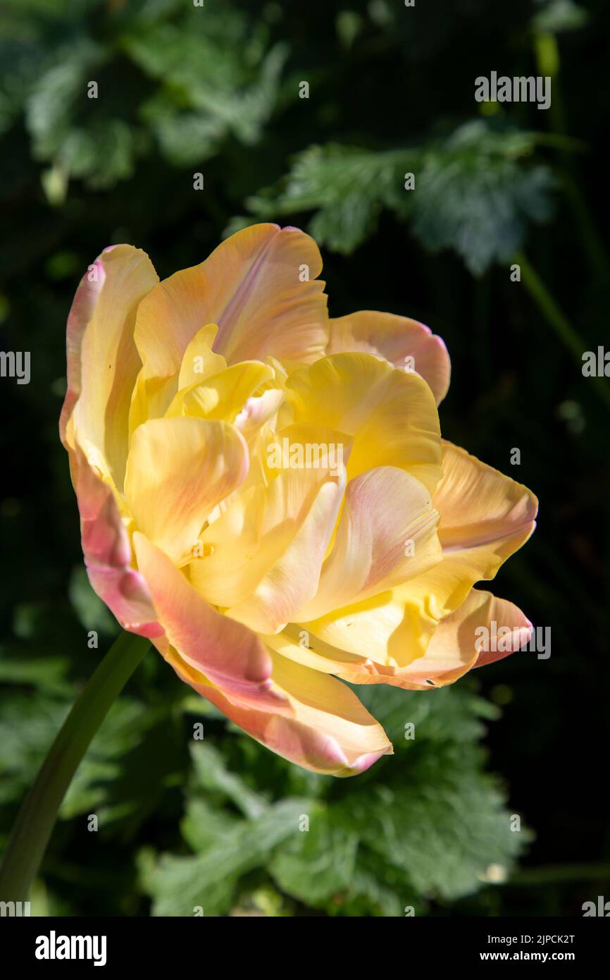 Giardino con tulipani Tulipa Tulip var. Creme Upstar fioritura in un bordo di fiori in primavera aprile maggio UK Foto Stock