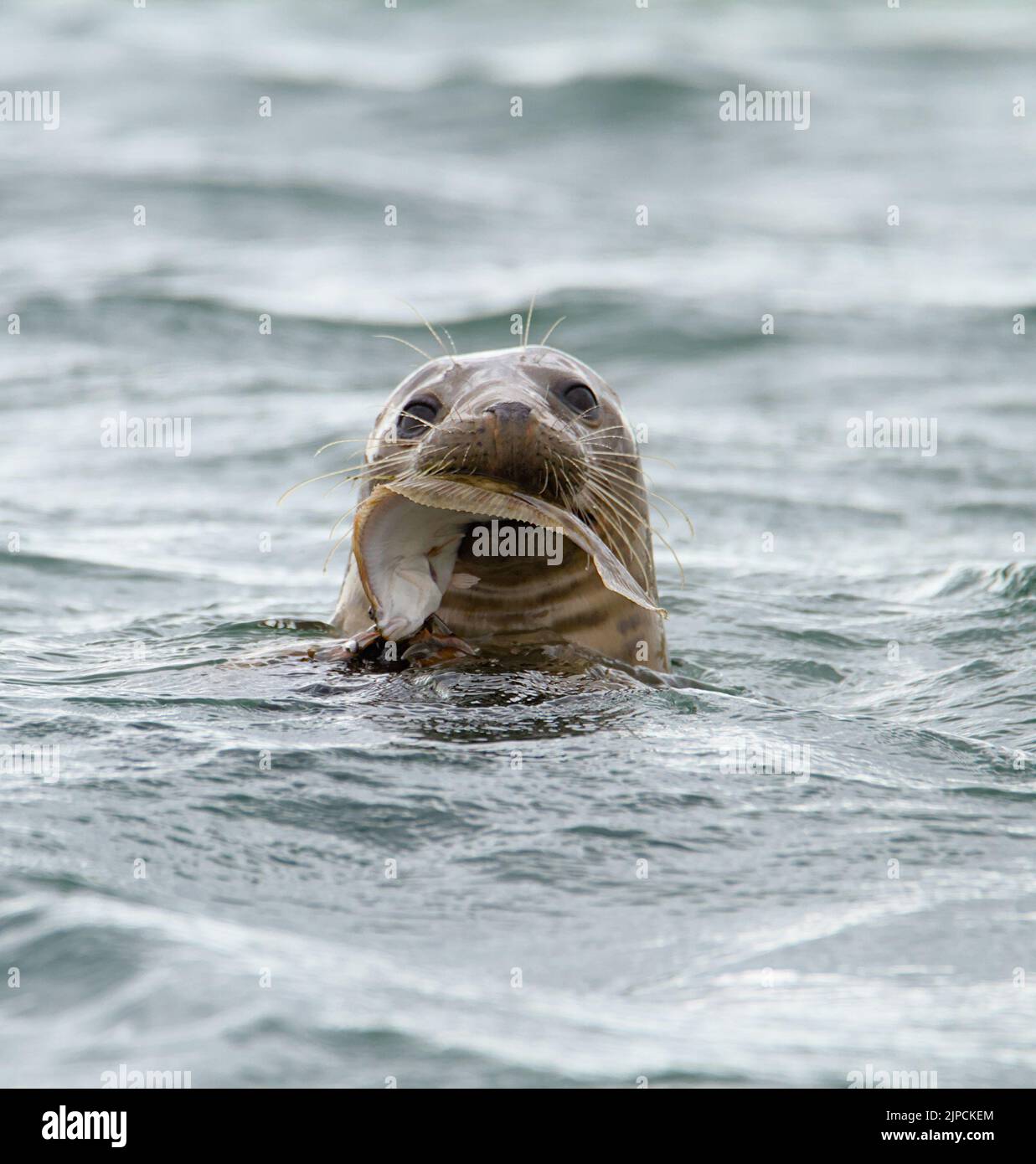Testa di Un porto o di una foca vitulina Seal comune mangiare con Un pesce piatto in bocca, Keyhaven UK Foto Stock