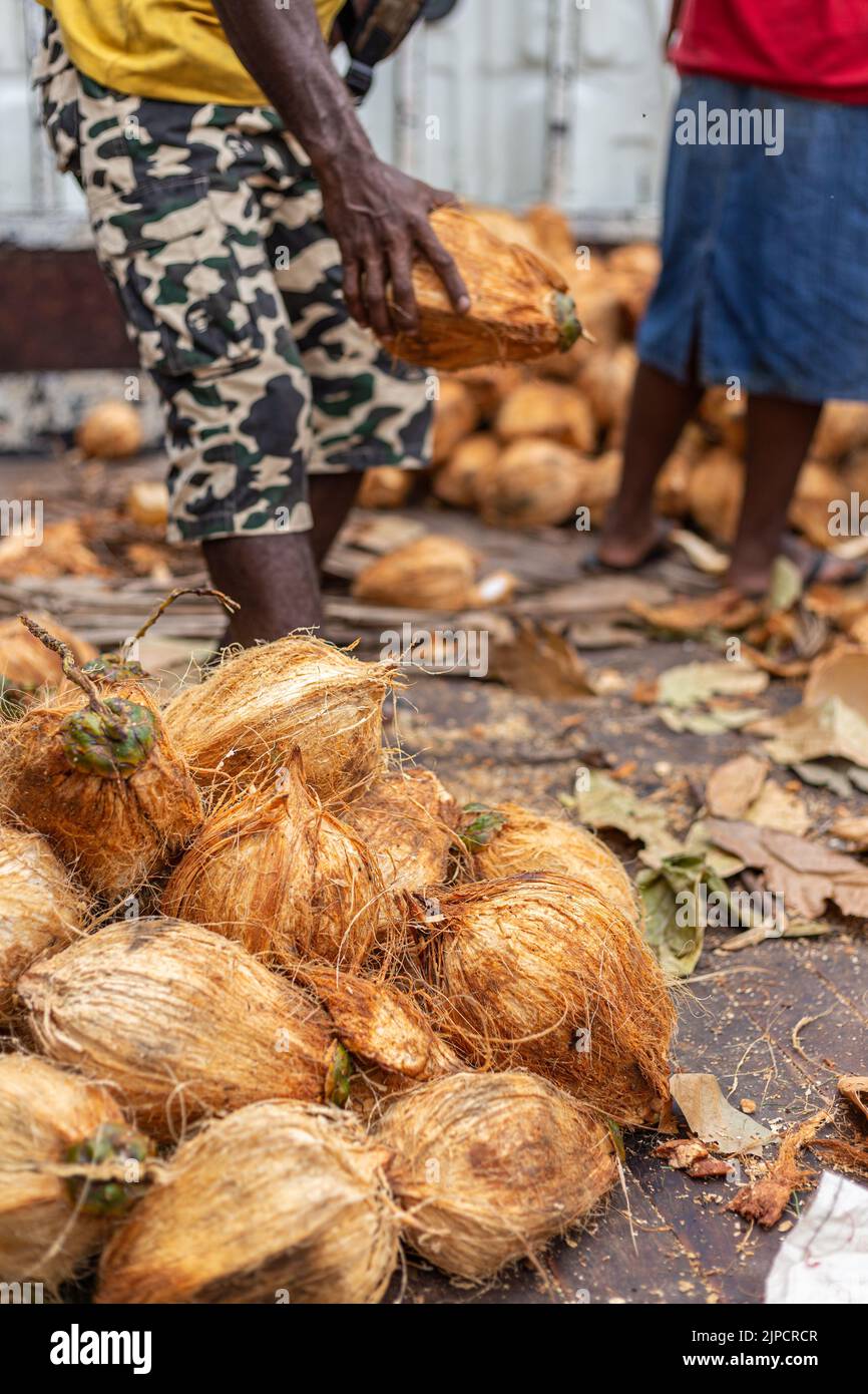 Un uomo raccoglie una noce di cocco da un mucchio di noci di cocco nel mercato centrale Honiara nella Isla Solomon Foto Stock