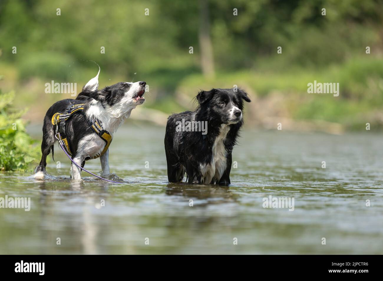 due cani in acqua bassa nel lago - collies di confine Foto Stock