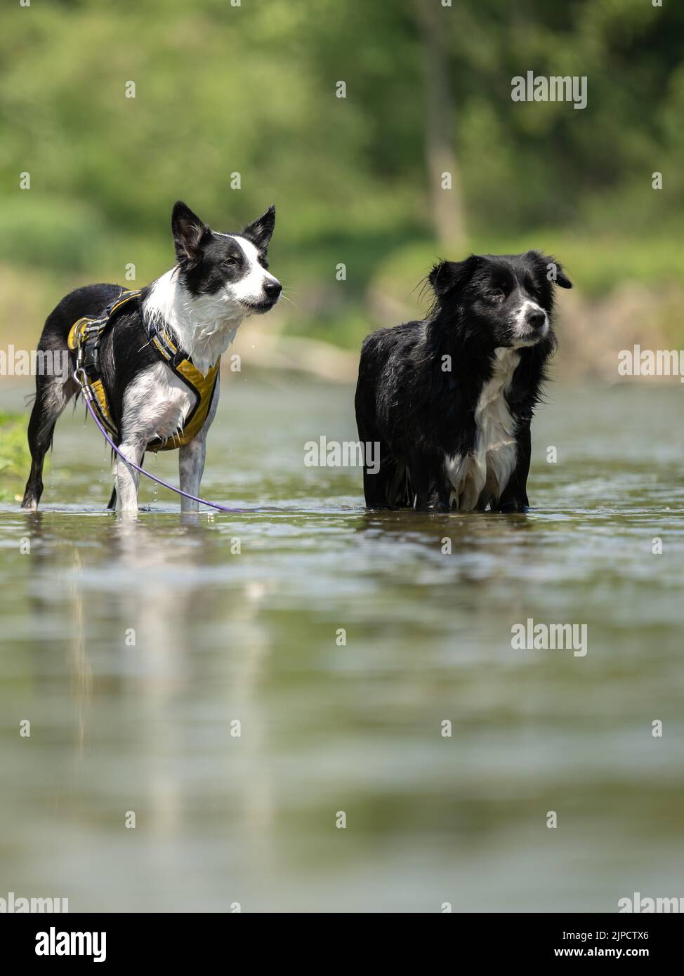 due cani in acqua bassa nel lago - collies di confine Foto Stock