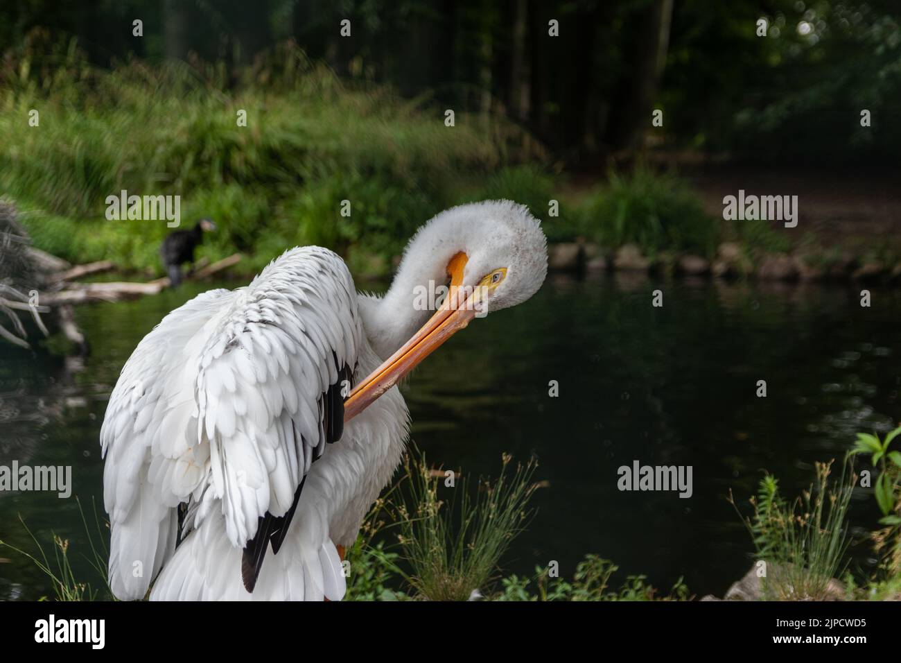 Uccello bianco con becco lungo | Pelican | Weißer Vogel mit langem Schnabel | Pelikan Foto Stock