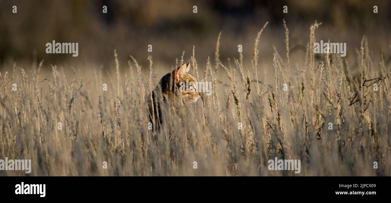 Gatto selvatico africano ( Felis silvestris lybica ) Parco transfrontaliero di Kgalagadi, Sudafrica Foto Stock