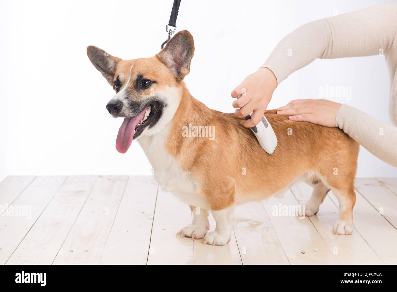 I corgi gallesi pembroke rimangono fermi mentre i capelli vengono tagliati. Foto Stock
