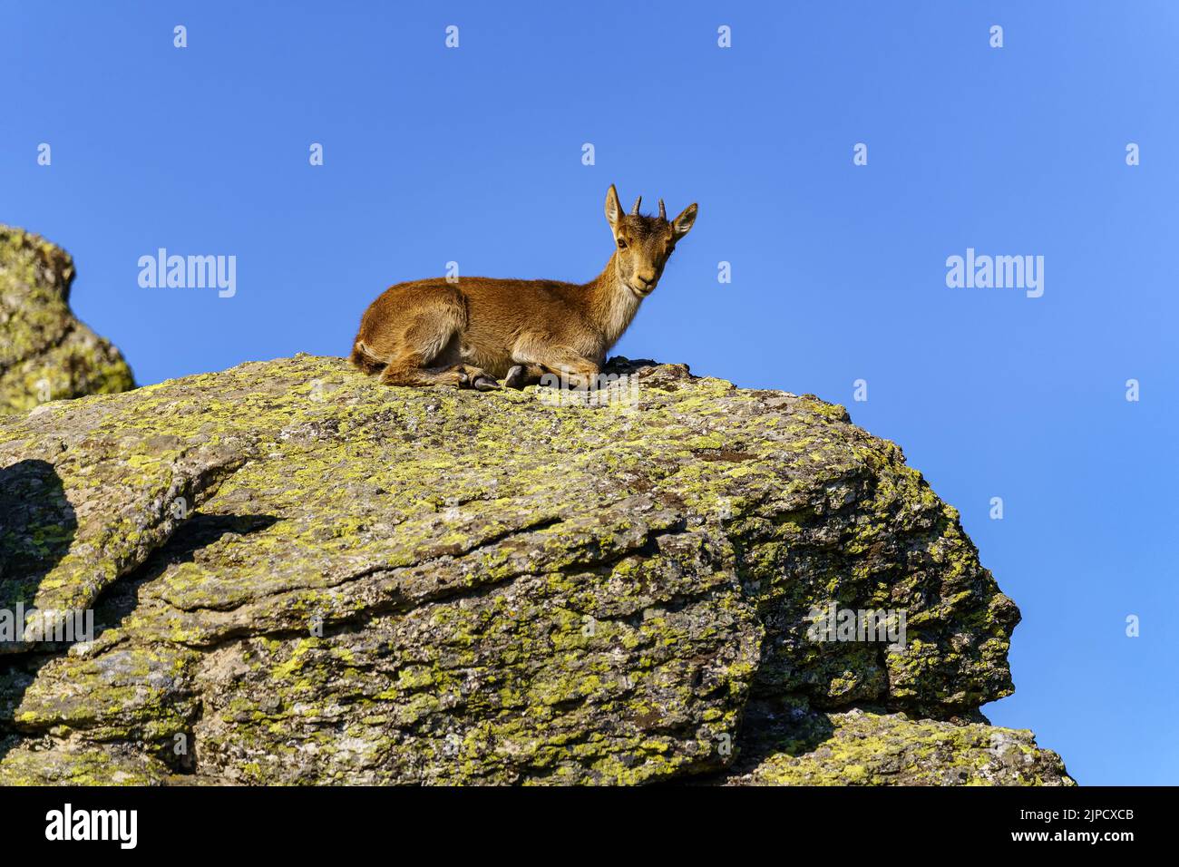 Piccola capra ispanica che riposa sulla cima di una grande roccia in una giornata di sole nella Sierra de Guadarrama, Spagna Foto Stock