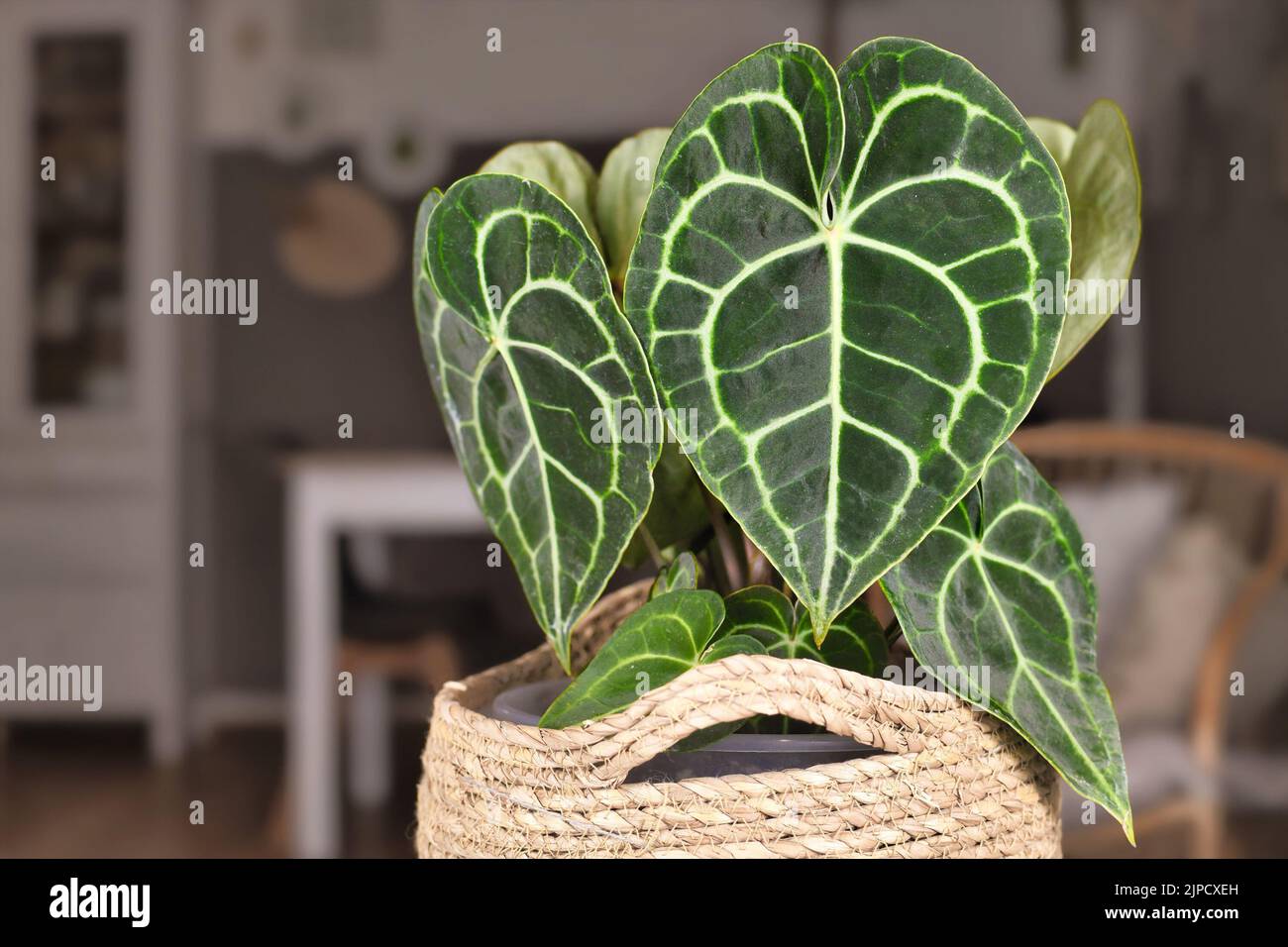 Belle foglie con vene a pizzo bianco di esotica pianta casalinga 'Anthurium Clarinervium' Foto Stock