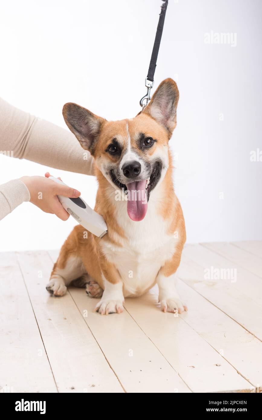 Welsh corgi pembroke ottenendo i suoi capelli tagliati a toelettatore Foto Stock