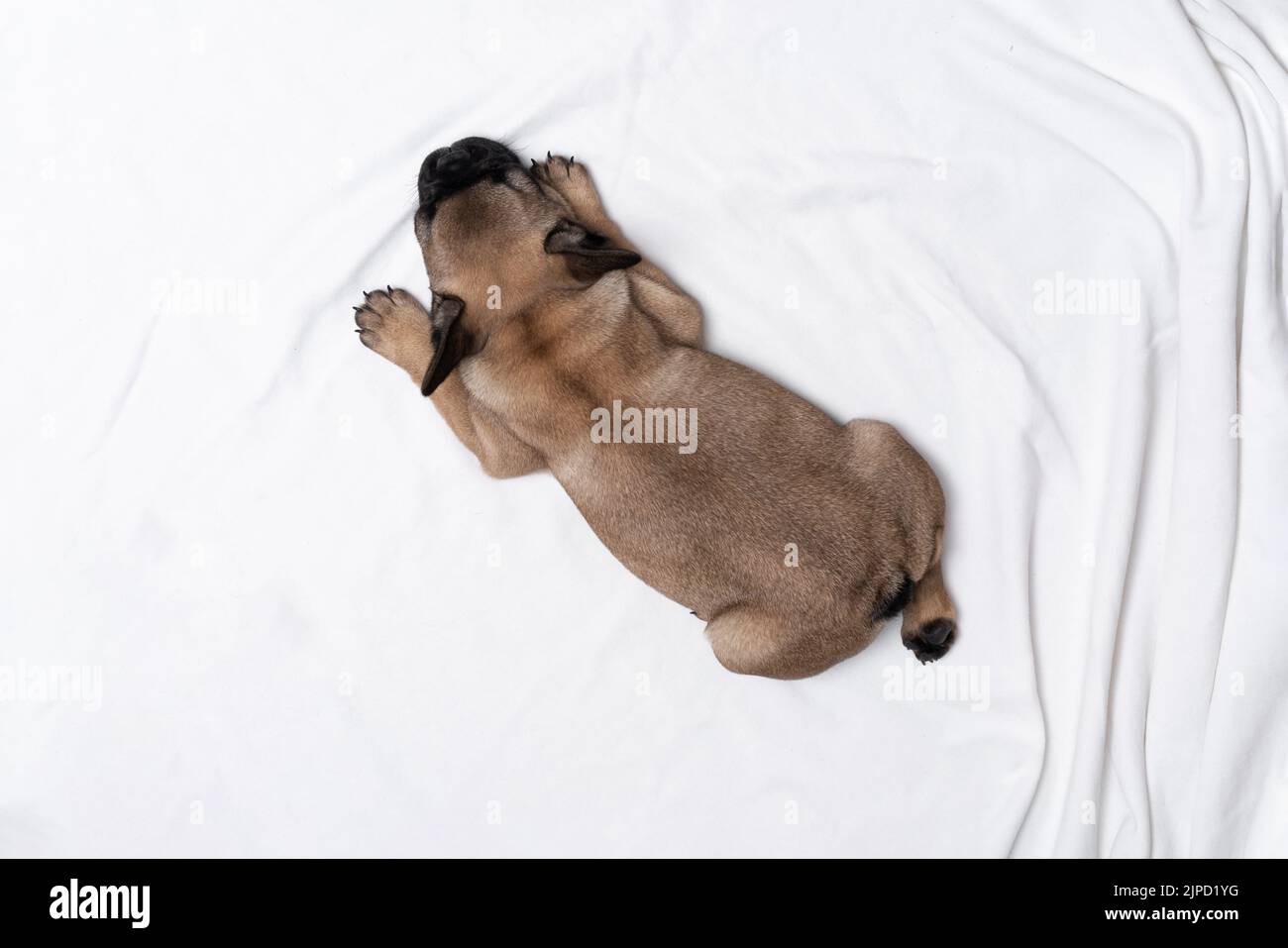 Il cucciolo di cane da tori francese carino dorme su un letto su una plaid bianca. Un piccolo bulldog abbraccia un orsacchiotto. Il colore francese del cucciolo di bulldog si trova. Foto da abo Foto Stock