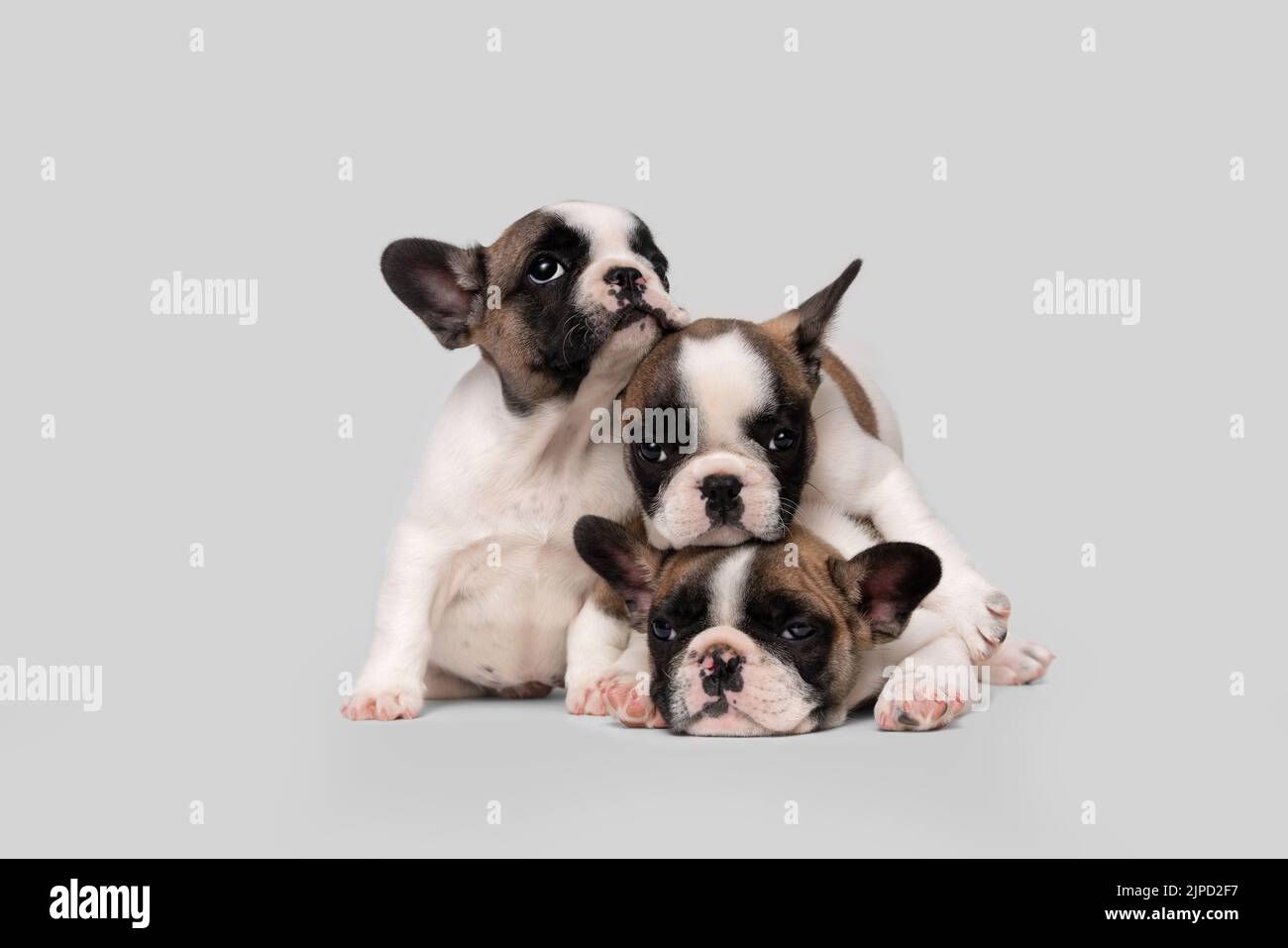 Tre simpatici cuccioli di bulldog francese sorridenti sono seduti e dormono su un tavolo bianco. Ritratto di famiglia di bei cuccioli. Foto Stock