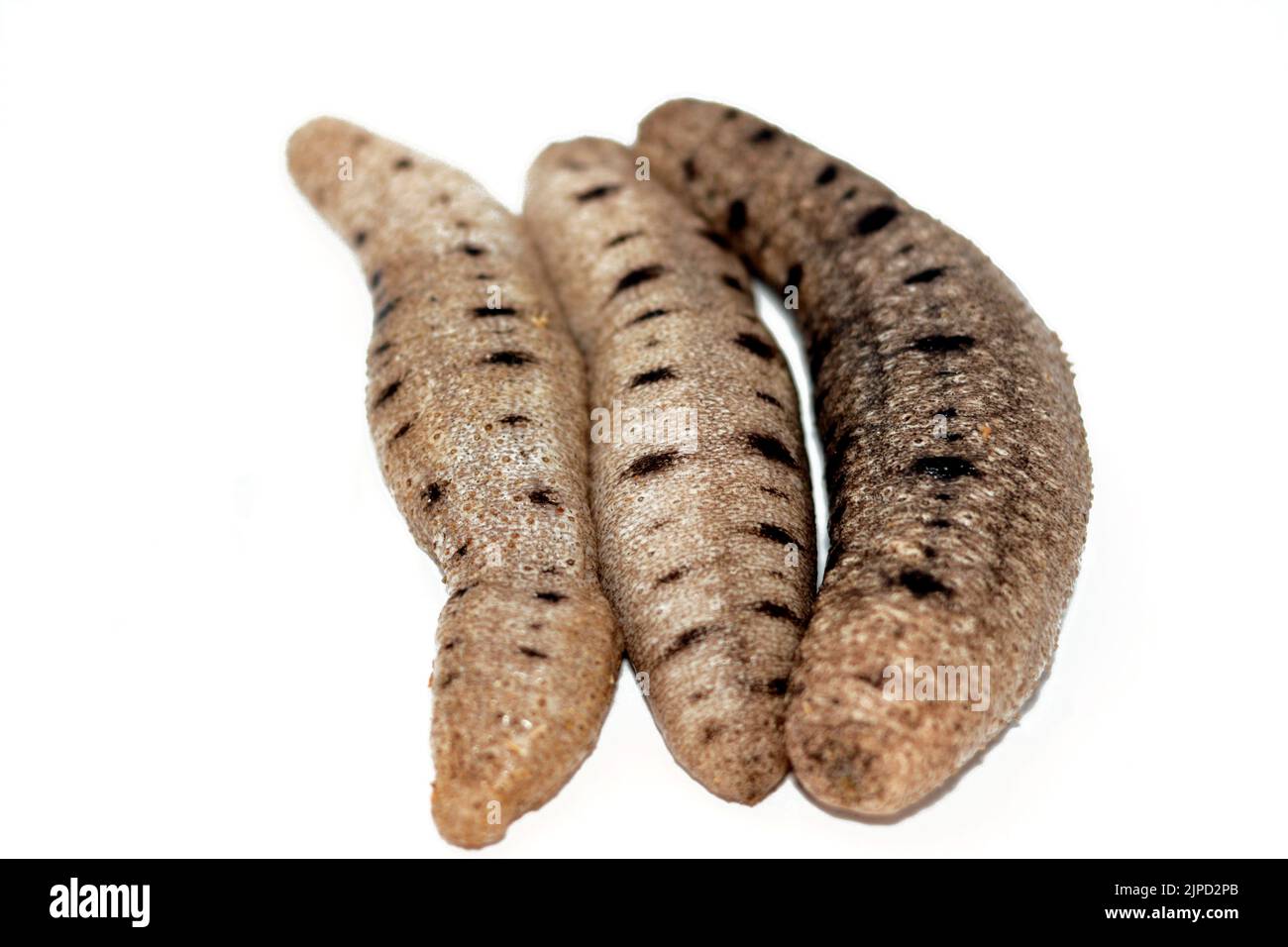 Cetrioli marini isolati su sfondo bianco, echinodermi della classe Holothuroidea, animali marini con una pelle di pelle e un corpo allungato, il Foto Stock