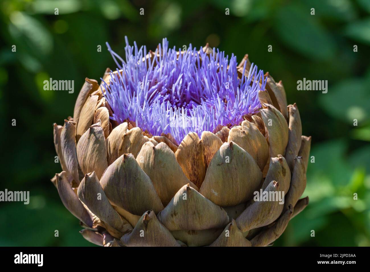 Primo piano di fiori di carciofo viola su sfondo verde Foto Stock