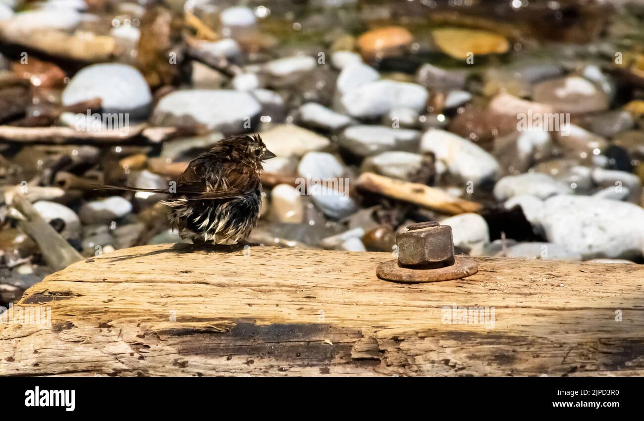 Uccello e un bullone - Un uccello atterra su un pezzo di legno e sta guardando un bullone cercando di decidere se si tratta di un essere vivente. Foto Stock