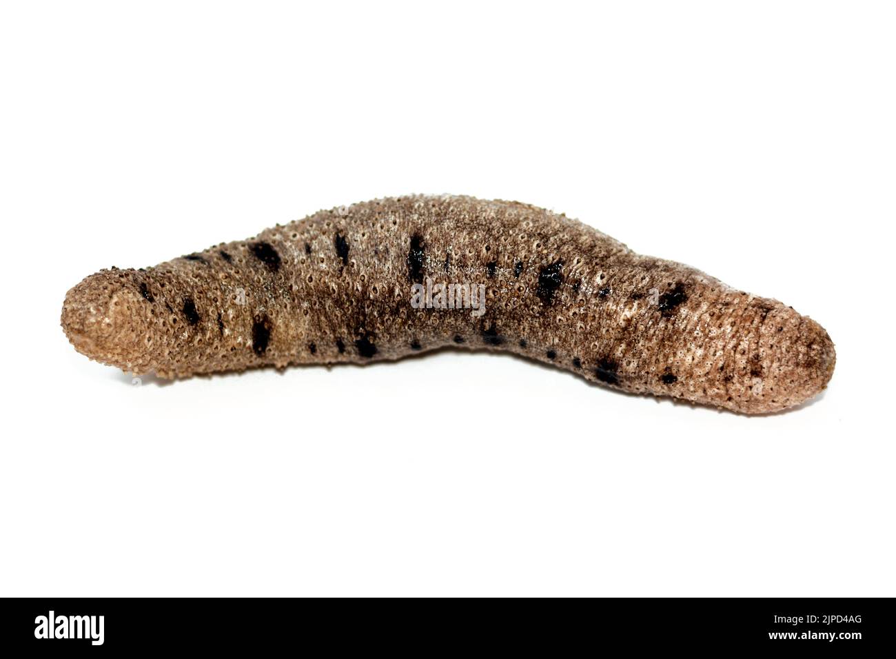 Cetriolo marino isolato su sfondo bianco, echinodermi della classe Holothuroidea, animali marini con una pelle di pelle e un corpo allungato, loro Foto Stock