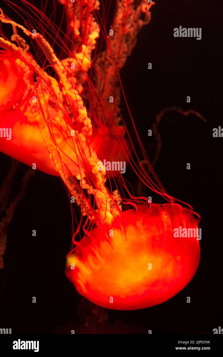 Una medusa rossa nell'acquario Atlantis Lost Chambers di Dubai, Emirati Arabi Uniti. Le meduse sono animali marini che nuotano liberamente con campane a forma di ombrello Foto Stock