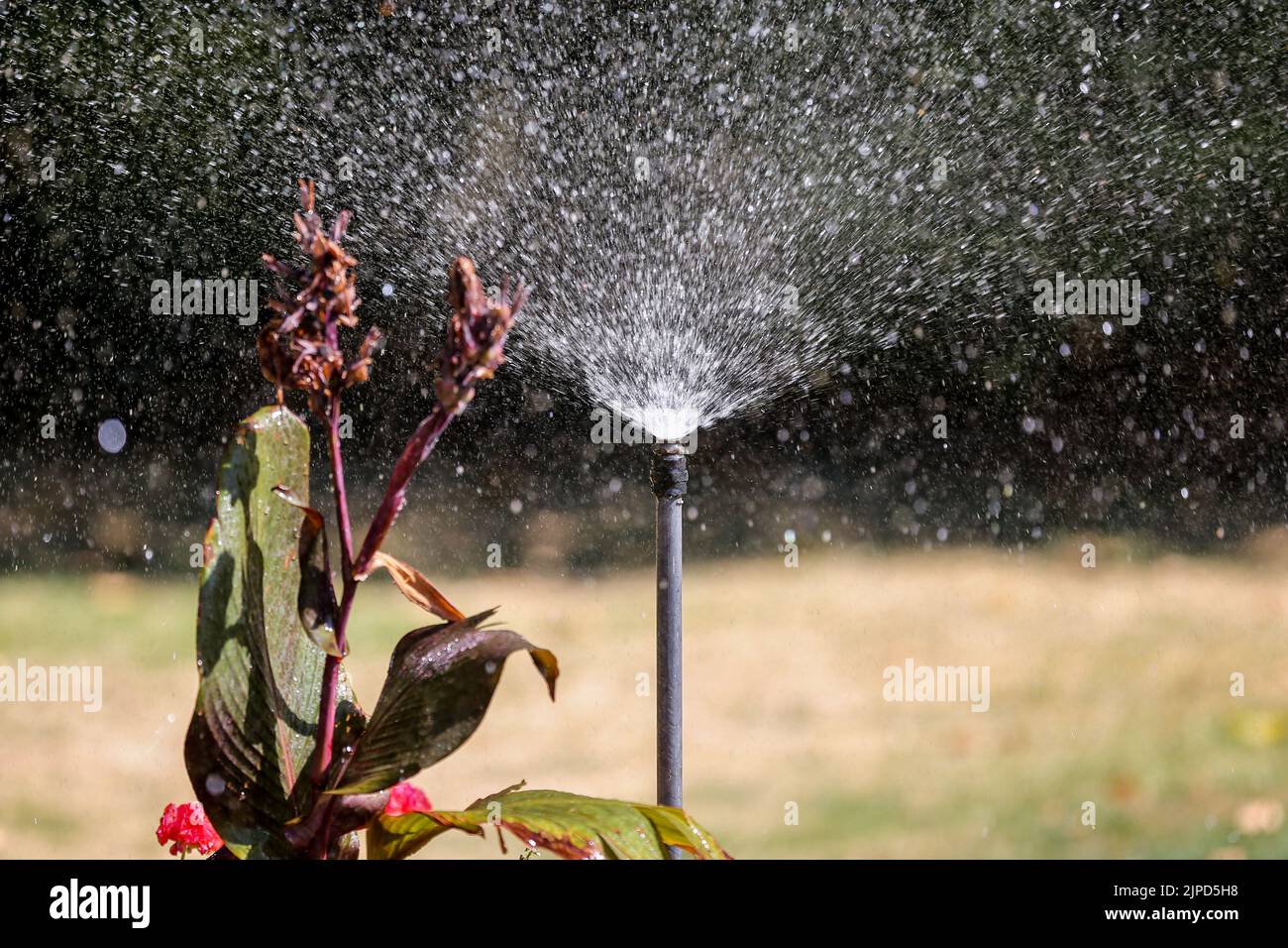 Londra, Regno Unito. 11th ago, 2022. Un irrigatore visto annaffiare fiori a Londra. Thames Water ha annunciato l'entrata in vigore, a partire dal 24° agosto 2022, di un divieto per tubi e sprinkler che interesserà oltre 10 milioni di clienti nel sud dell'Inghilterra. Credit: SOPA Images Limited/Alamy Live News Foto Stock