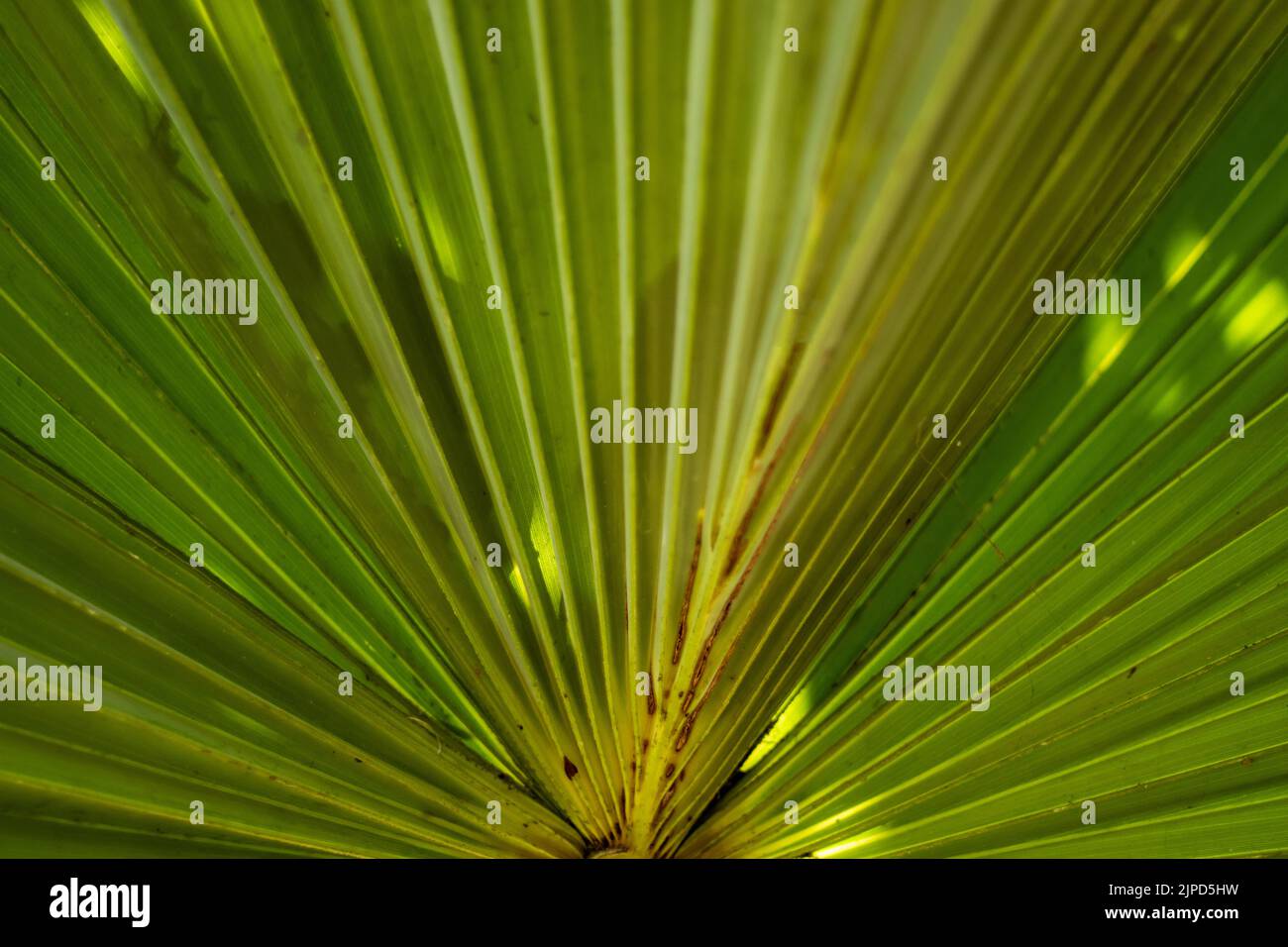 Palma Borassus, palma doub, gran palma fan, palma lontar, palma ron, Palma di tala, palma di tal, palma di toddy, palma di vino, palma di Palmyra, Palma afro fan Foto Stock